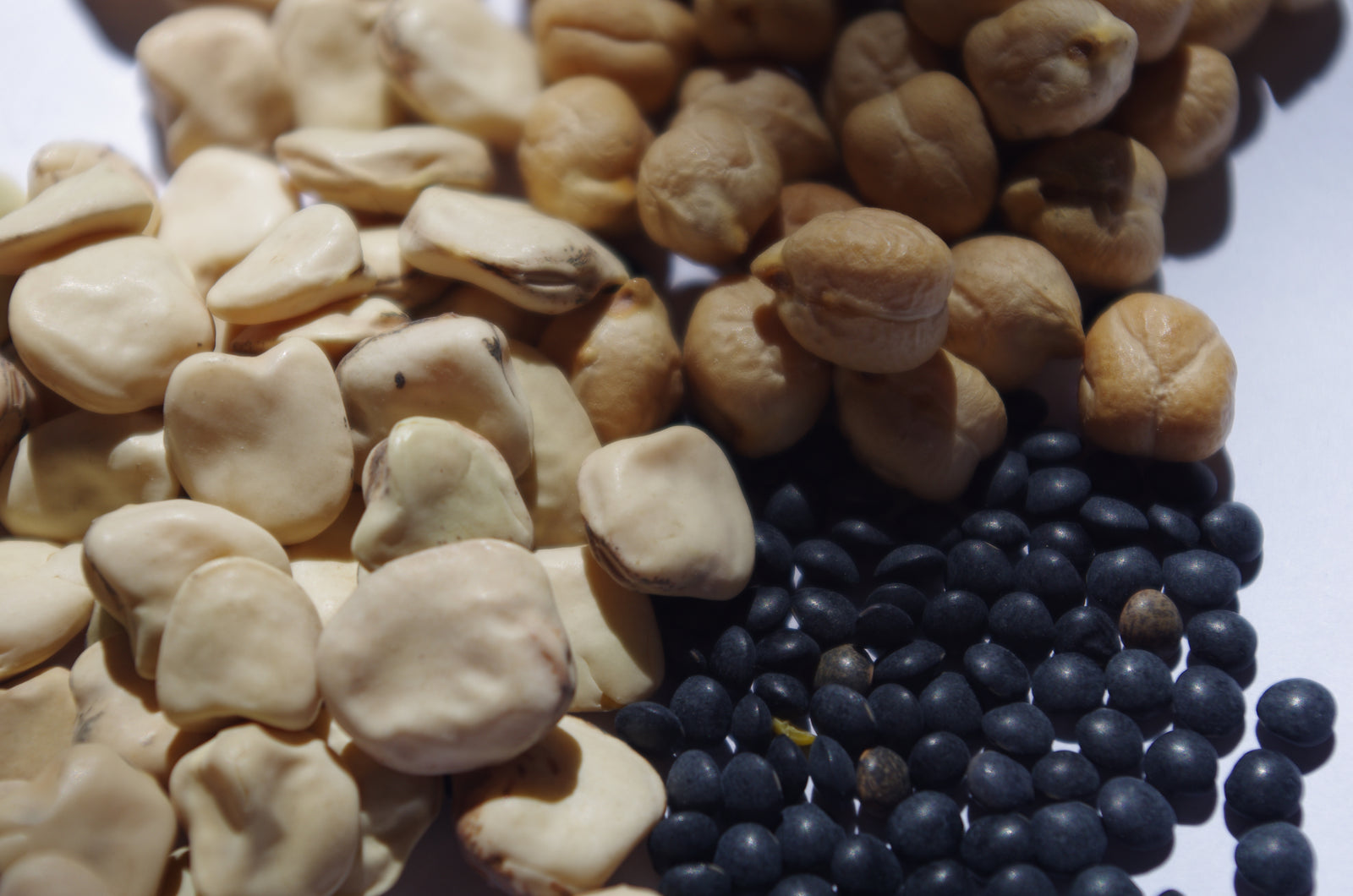 Legumi biologici siciliani ceci lenticchie fave cicerchie fagioli